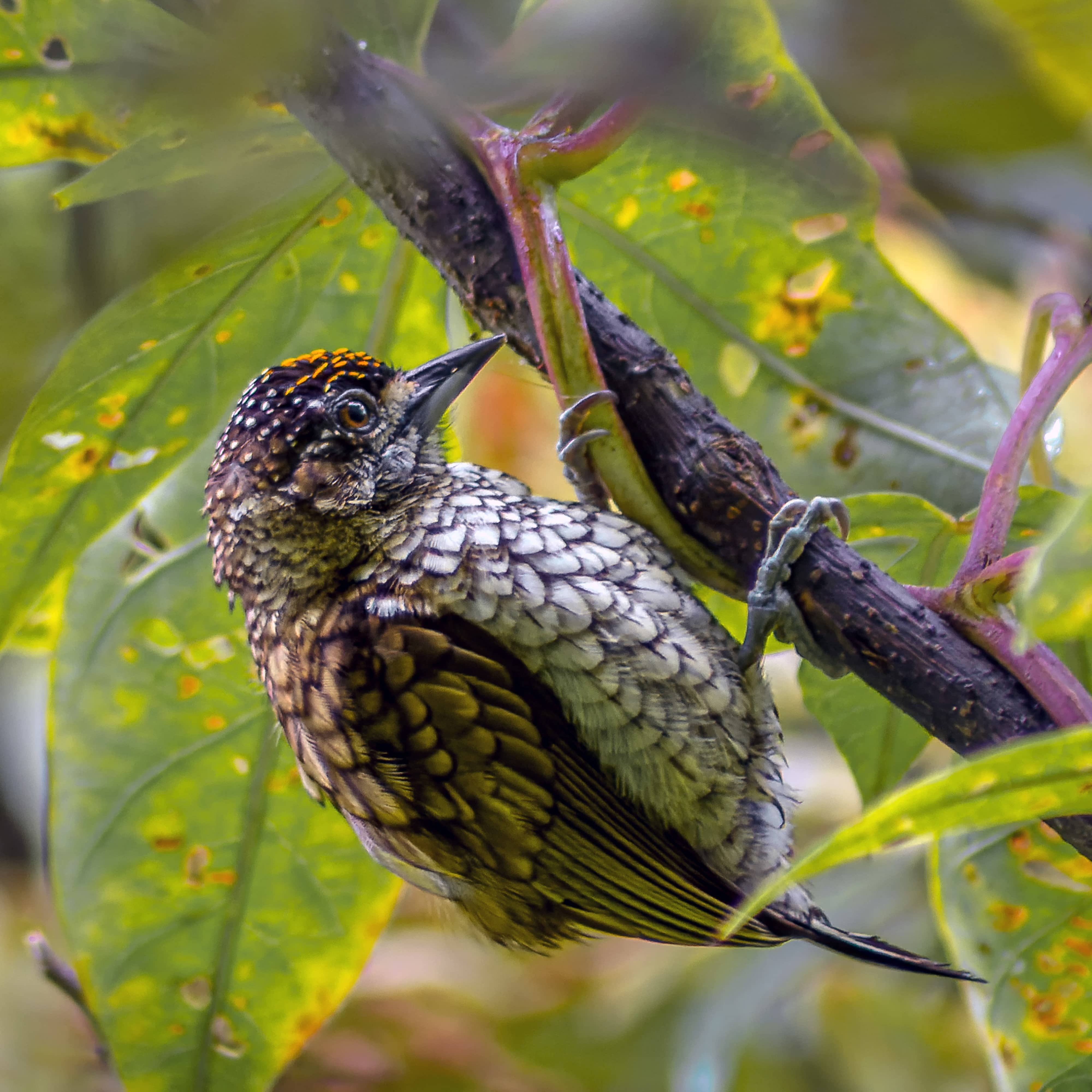 Scaled Piculet